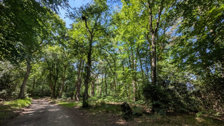 Woods at the Roman Camp, West Runton