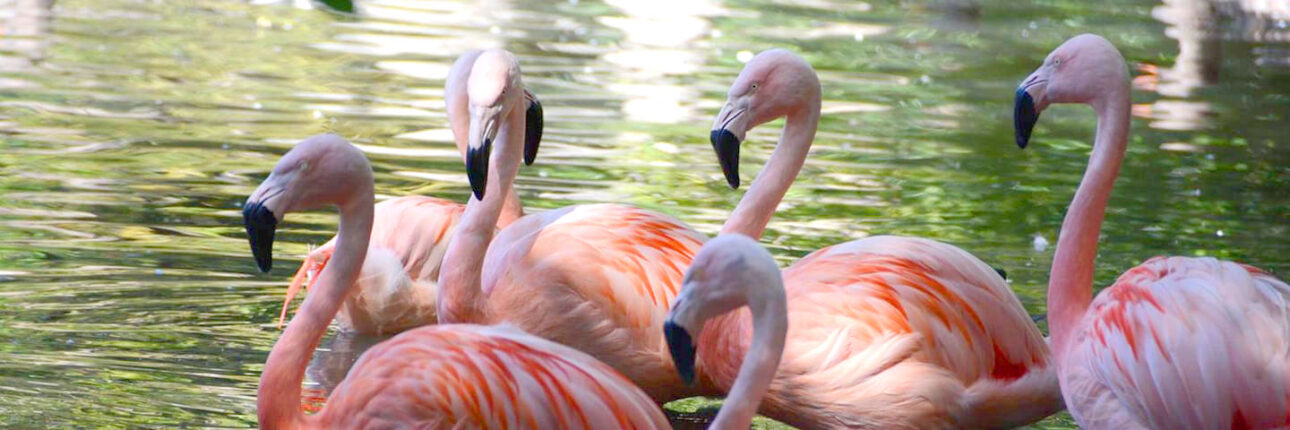 Flamingos - Amazona Zoo