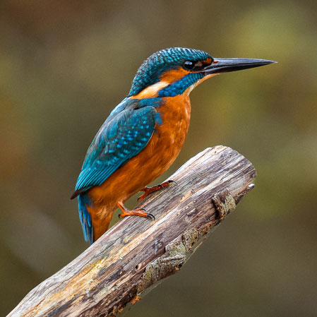 Kingfisher on the Norfolk Broads