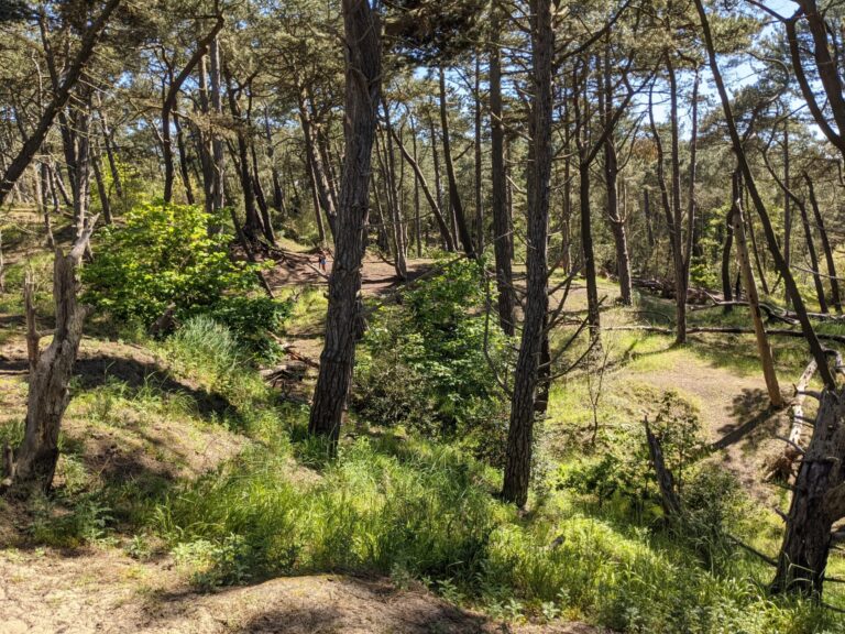 Wells pine forest